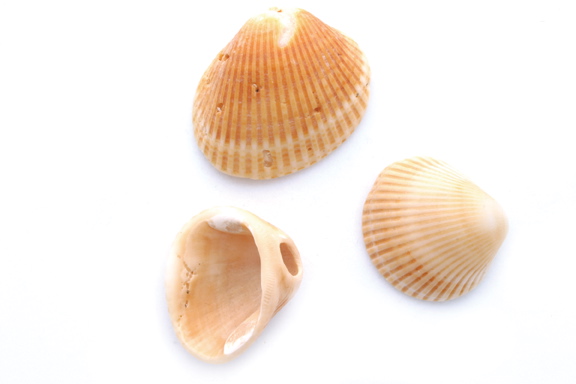 shells